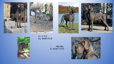 chiot Dogue allemand du mont Toise