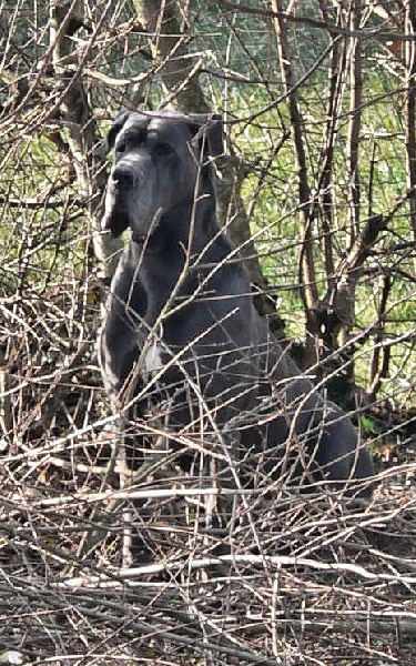 Squale du mont Toise