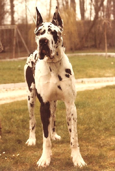 Thybus du mont Toise