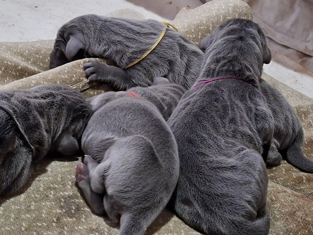 Chiot Dogue allemand du mont Toise