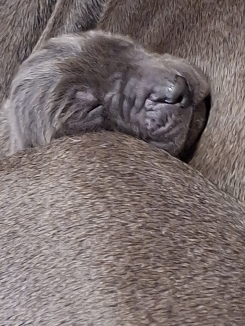 du mont Toise - Chiots disponibles - Dogue allemand
