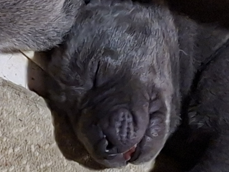 du mont Toise - Chiots disponibles - Dogue allemand