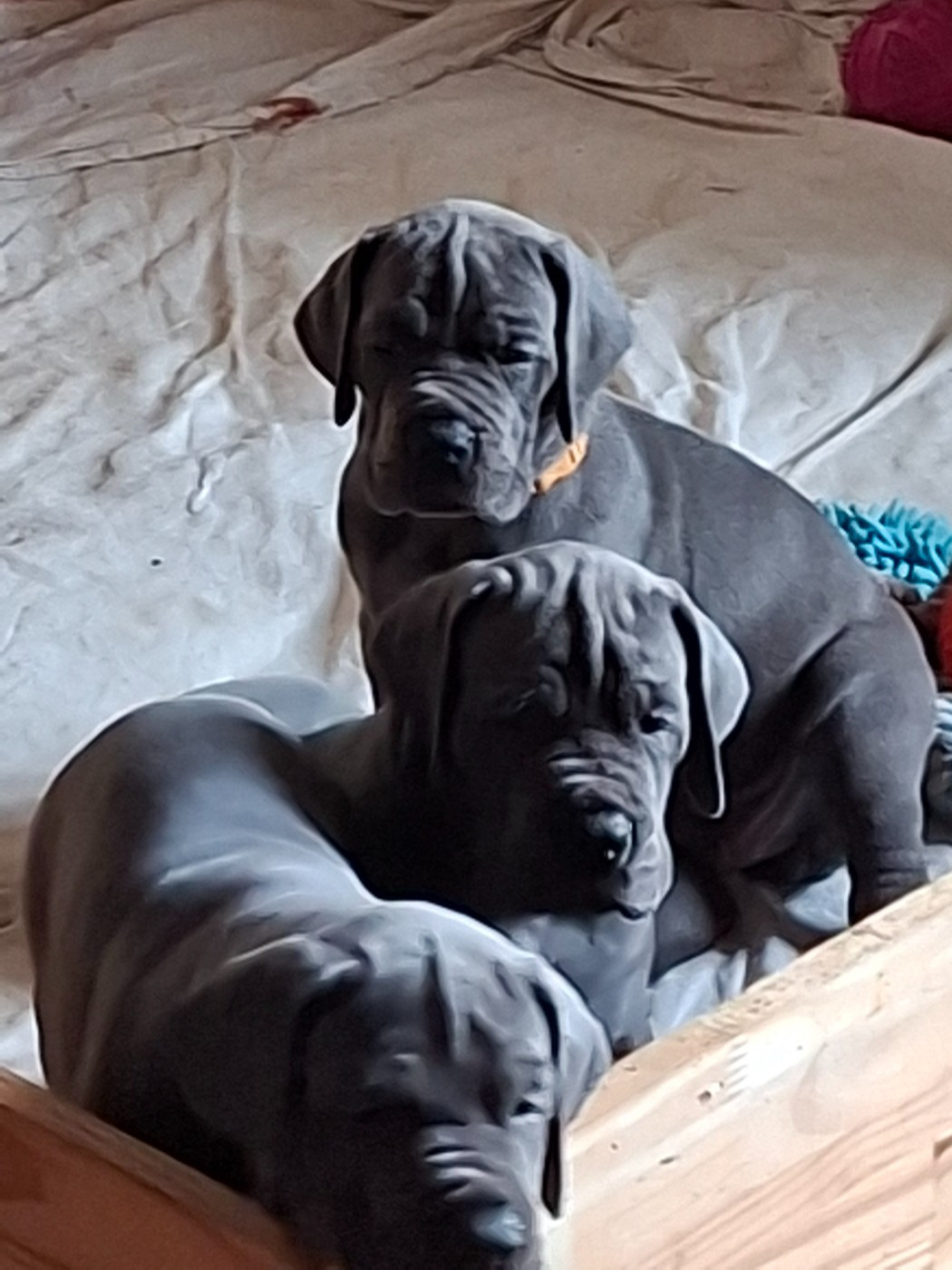 Chiot Dogue allemand du mont Toise