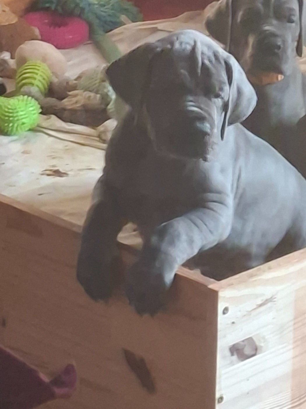 du mont Toise - Chiots disponibles - Dogue allemand