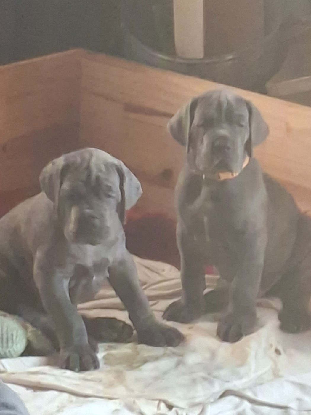 du mont Toise - Chiots disponibles - Dogue allemand