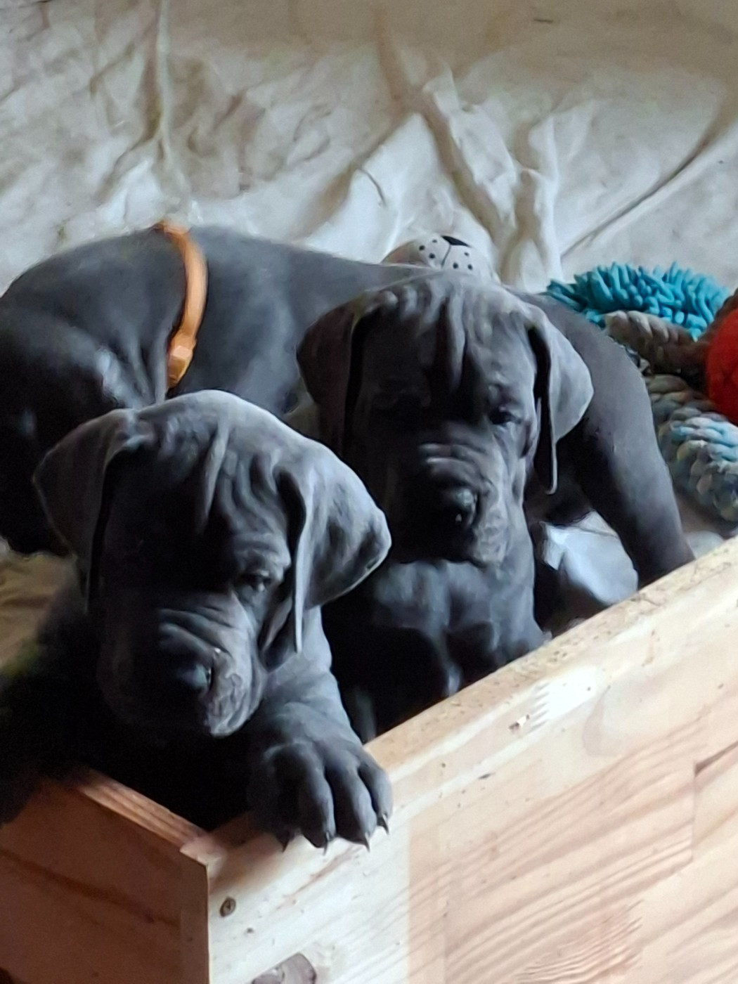 du mont Toise - Chiots disponibles - Dogue allemand