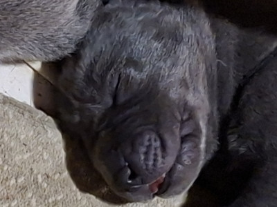 Chiot N°2