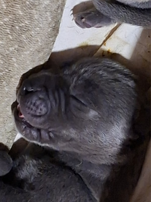 Chiot N°3
